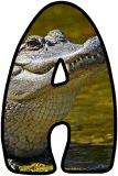 Free printable animal lettering, alligator letters for classroom display, scrapbooking, bulletin board headings.