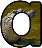 Free printable animal lettering, alligator letters for classroom display, scrapbooking, bulletin board headings.