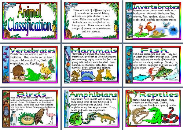 Animal Classification - Lessons - Blendspace