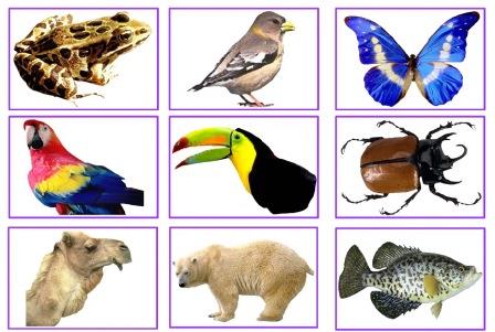 Set of 66 free animal photocards with clear images of different animals.