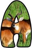 Free printable instant display lettering sets with an Antelope background.