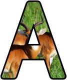 Free printable instant display lettering sets with an Antelope background.