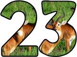 Free printable instant display lettering sets with an Antelope background.