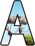 Free printable instant display lettering sets, digital lettering for display, scrapbooking, banners etc.  with an ants background.