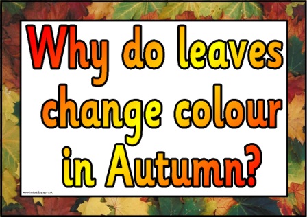 Autumn Teaching Resources, Symmetry, page borders, printables
