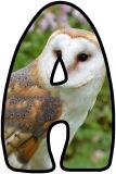 Free Barn Owl alphabet, digital letters, display lettering sets.