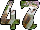 Free Barn Owl alphabet, digital letters, display lettering sets.
