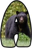 Free printable Bear lettering sets featuring a Black Bear.