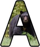 Free printable Bear lettering sets featuring a Black Bear.