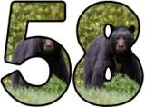 Free printable Bear lettering sets featuring a Black Bear.