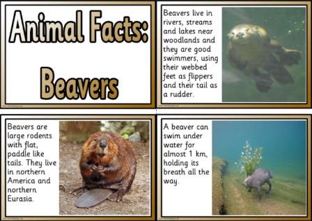 Free Beaver animal facts printable posters for kids