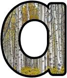 Free printable Silver Birch tree background instant display digital lettering sets for classroom display, scrapbooking etc.