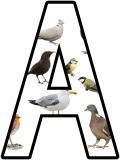 British Birds background free printable display lettering