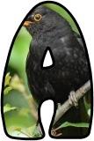 Free printable Blackbird background instant display lettering sets for classroom bulletin board display.