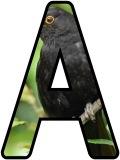 Free printable Blackbird background instant display lettering sets for classroom bulletin board display.