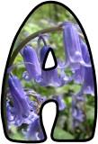 Free printable Bluebell lettering sets.