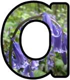 Free printable Bluebell lettering sets.