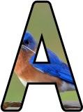 Free printable instant display digital lettering sets with a Bluebird photo background.
