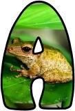 (Brown/Common) Frog background instant display digital lettering sets for classroom display.