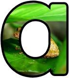 (Brown/Common) Frog background instant display digital lettering sets for classroom display.