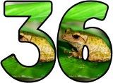 (Brown/Common) Frog background instant display digital lettering sets for classroom display.