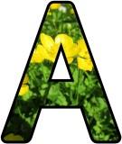 Free printable Buttercup lettering sets.