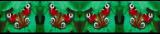 Butterfly Display Border