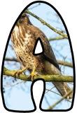 Free printable instant display digital lettering sets with a Buzzard photo background.
