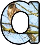 Free printable instant display digital lettering sets with a Buzzard photo background.