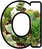 Free printable instant display digital lettering with a cacti plant background.