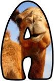 Free printable Camel background instant display lettering sets for classroom display.