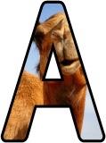 Free printable Camel background instant display lettering sets for classroom display.