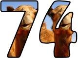 Free printable Camel background instant display lettering sets for classroom display.