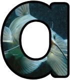 Free teaching resource, printable Catfish background lettering sets for classroom display.
