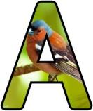 Printable instant display digital lettering sets with a Chaffinch photo background.