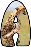 Free Cheetah background display lettering sets