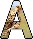 Free Cheetah background display lettering sets