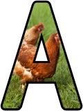 Free printable instant display digital lettering sets for classroom bulletin board display, crafting or scrapbooking. With a Chicken photo background.