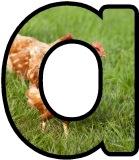 Free printable instant display digital lettering sets for classroom bulletin board display, crafting or scrapbooking. With a Chicken photo background.