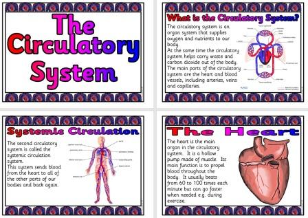 circulation of heart. Circulation, The Heart,