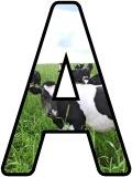 Free printable cows background instant display digital lettering sets for classroom display.