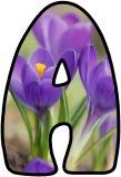 Free printable Crocus flower lettering for display