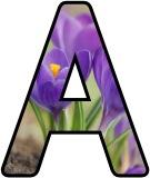 Free printable Crocus flower lettering for display