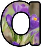 Free printable Crocus flower lettering for display