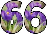 Free printable Crocus flower lettering for display
