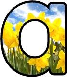 Free printable digital lettering sets with a daffodils background.