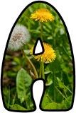 Free printable instant display digital lettering sets with a dandelion background.