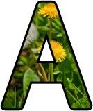 Free printable instant display digital lettering sets with a dandelion background.