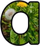 Free printable instant display digital lettering sets with a dandelion background.