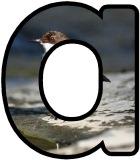 Free printable digital lettering sets with a Dipper as the background image.